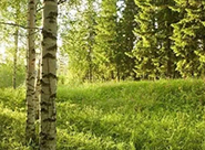 印刷包裝行(xíng)業(yè)發展的(de)可(kě)持續性是(shì)我們的(de)必走之路(lù)，再無他(tā)選